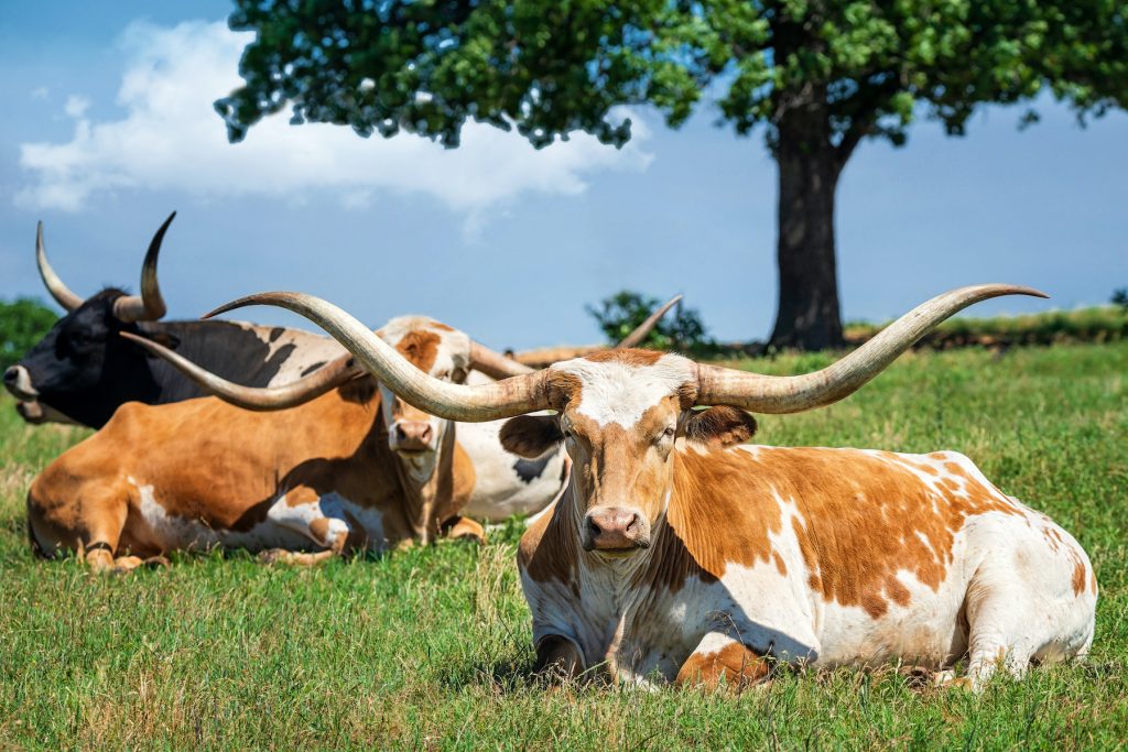 Texas longhorn cattle lying down in Odessa pasture