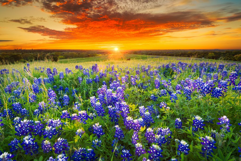 Texas pasture filled with bluebonnets at sunset in Dallas Texas